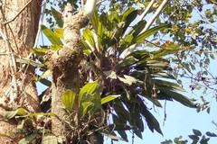 Pholidota imbricata